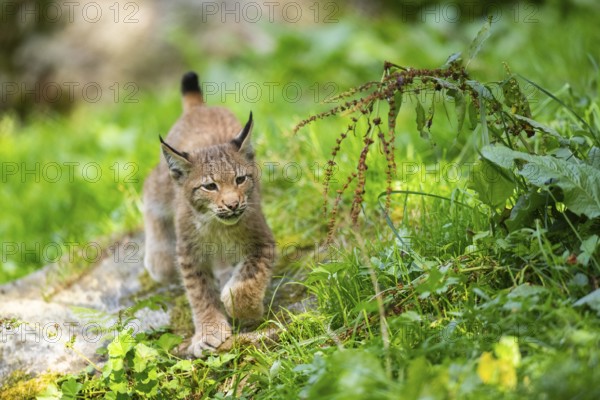 Eurasian lynx (Lynx lynx) youngster on a meadow, Bavaria, Germany, Europe