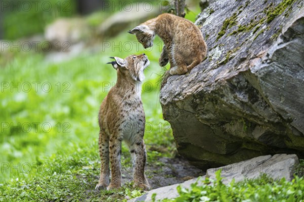 Eurasian lynx (Lynx lynx) mother with her youngster, Austria, Europe