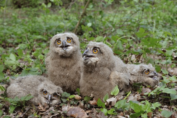 4 breeches... European eagle owls (Bubo bubo), nestlings, young, not fledged owls in their feathers on the forest floor, eagle owl young birds with a trusting look, waiting excitedly for ringing, native birdlife, wildlife, nature, wildlife, Lower Rhine, North Rhine-Westphalia, Germany, Western Europe, Europe