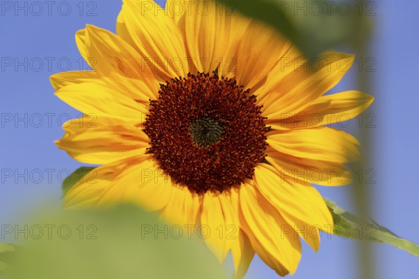 Close-up of a sunflower