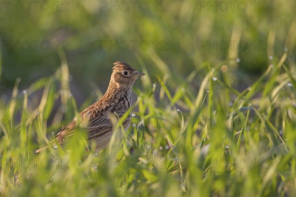 In young grain... Skylark (Alauda arvensis), well-known native songbird, typical character bird of open fields, ground-nesting bird, suffers from the large-scale monocultures of intensive agriculture, highly endangered field and meadow breeder, stands slightly elevated on a crumb of earth, looks around, native nature, Meerbusch, Lower Rhine, North Rhine-Westphalia, Germany, Western Europe, Europe
