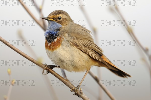 Blue throat... Bluethroat (Luscinia svecica), native songbird, unmistakable due to its blue throat, gifted singer, migratory bird, often not very shy, Lower Rhine, North Rhine-Westphalia, Germany, Western Europe, Europe