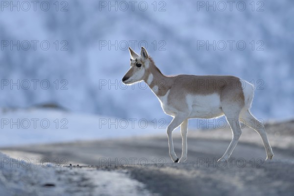 Encounter in the late evening... Pronghorn (Antilocapra americana) crossing a road in winter in the light backlight, soft cold but still bright colours, great light, USA, Yellowstone, Wyoming, North America, United States of America, North America