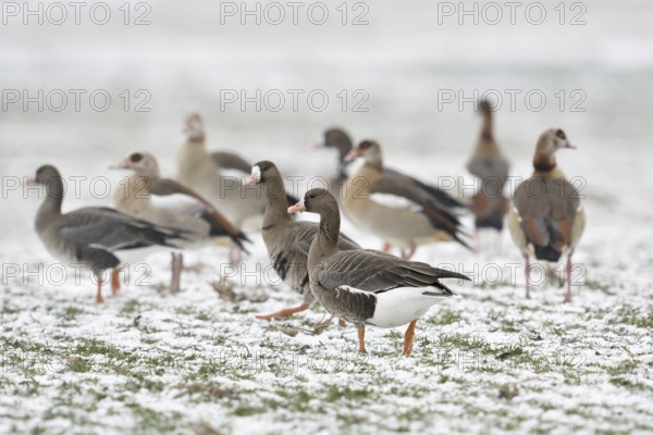 White-fronted goose (Anser albifrons), associated with Nile geese (Alopochen aegyptiacus) in winter on a snow-covered field, various wild geese in a meadow in the snow, Lower Rhine, North Rhine-Westphalia, Germany, Western Europe, Europe