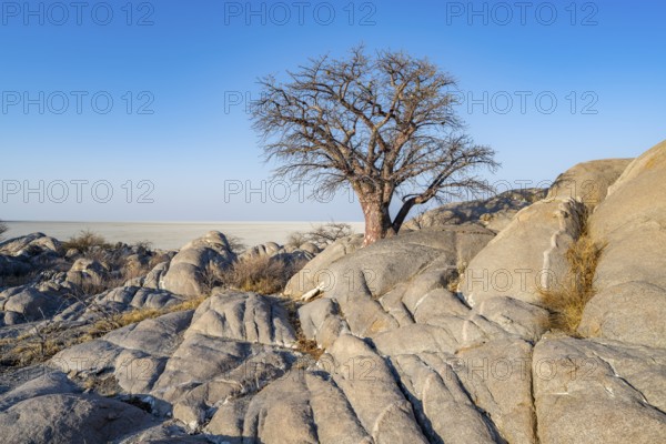 African baobab or baobab tree (Adansonia digitata), several trees overlooking the salt pan in the evening light, Kubu Island (Lekubu), Sowa Pan, Makgadikgadi salt pans, Botswana, Africa