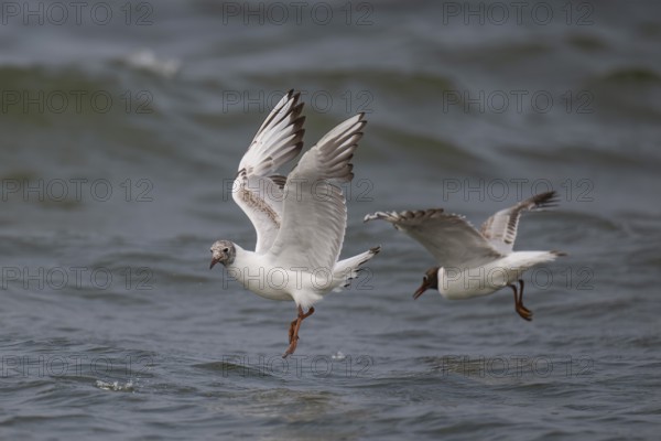 Black-headed gull (Chroicocephalus ridibundus) in summer plumage, flying above the sea surface, looking for small fish, near Hvide Sande, Ringkøbing Fjord, North Sea, Denmark, Europe
