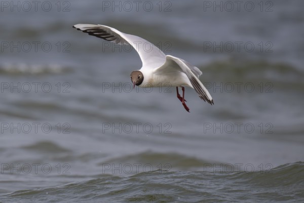 Black-headed gull (Chroicocephalus ridibundus) in summer plumage, flying above the water surface, looking for small fish, near Hvide Sande, Ringkøbing Fjord, North Sea, Denmark, Europe