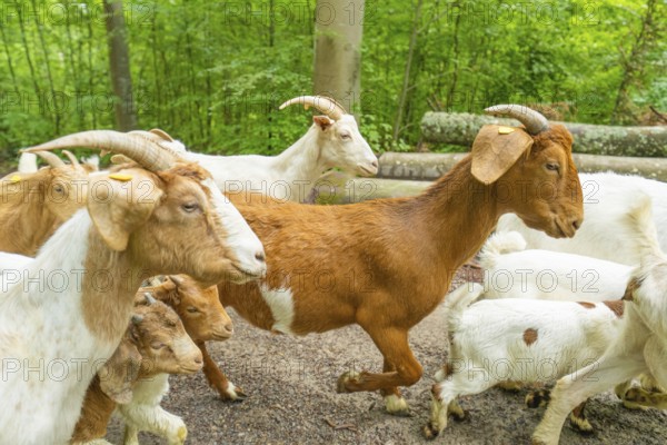 Close-up of several goats in the forest with brown and white fur patterns, Gechingen forest pasture, compensation project for the Hermann Hesse railway to create ecological habitats for endangered species, Calw district, Germany, Europe
