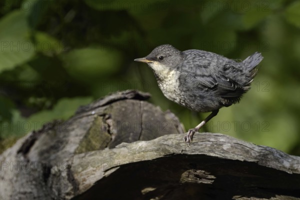 White-throated Dipper (Cinclus cinclus), fledgling, highly specialised bird species, lives in clean streams and rivers, can dive, wildlife, native nature, animal world, Germany, Europe, White throated Dipperl (Cinclus cinclus) perched on a broken tree, waiting for food, bobs up and down, typical behaviour, Europe
