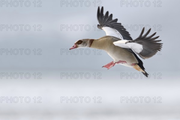 On the approach... Egyptian goose (Alopochen aegyptiacus) in winter, flying wild goose preparing to land, Egyptian geese are an invasive species, are neozoa, originally non-native animals, today spread almost everywhere, Lower Rhine, North Rhine-Westphalia, Germany, Western Europe, Europe