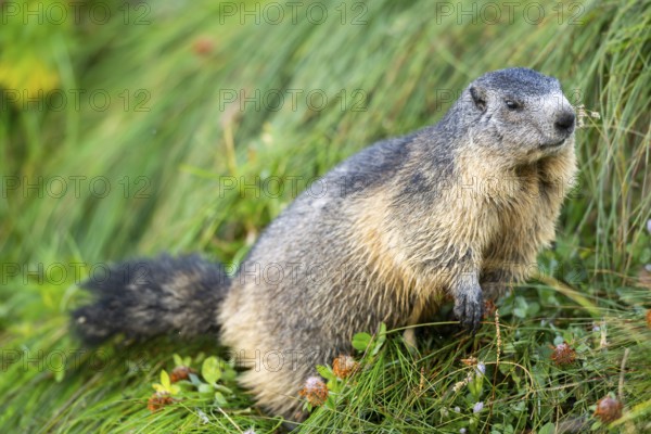 Alpine marmot (Marmota marmota) in autumn, Grossglockner, High Tauern National Park, Austria, Europe