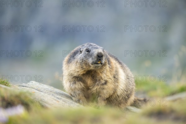 Alpine marmot (Marmota marmota) in autumn, Grossglockner, High Tauern National Park, Austria, Europe