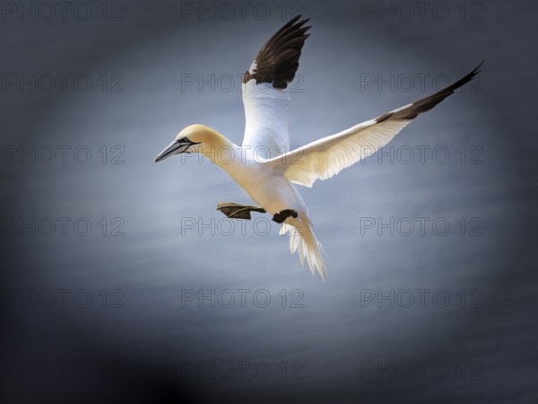 Northern gannet (Morus bassanus) on bird cliffs, approaching to land, Heligoland Island, Schleswig-Holstein, Germany, Europe