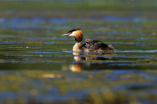 A great crested grebe swims with chicks on its back in calm, greenish water, Great crested grebe, (Podiceps Scalloped ribbonfish), with chicks, wildlife, Germany, Europe