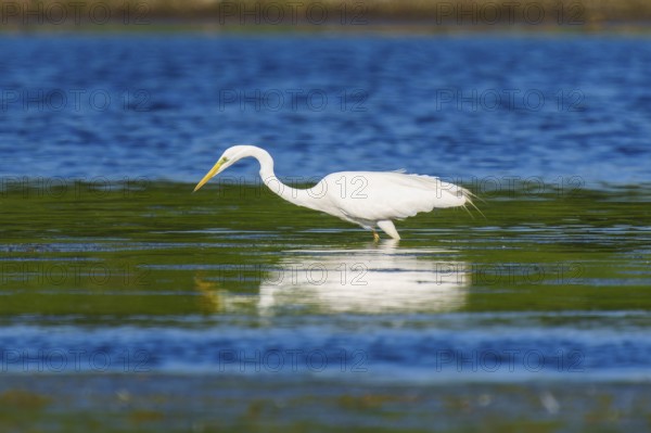 A heron stands at attention in the water, Great White Egret (Ardea alba, Syn.: Casmerodius albus, Egretta alba), wildlife, Germany, Europe