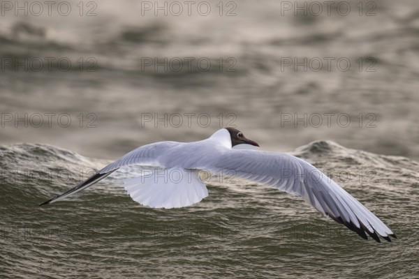 Black-headed gull (Chroicocephalus ridibundus) in summer plumage, flying above the sea surface, looking for small fish, near Hvide Sande, Ringkøbing Fjord, North Sea, Denmark, Europe