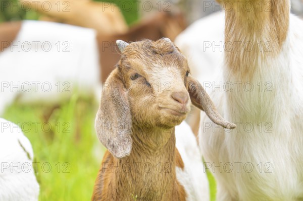 Young goat with brown fur looks curiously at the green surroundings, Gechingen forest pasture, compensation project for the Hermann Hesse railway to create ecological habitats for endangered species, Calw district, Germany, Europe