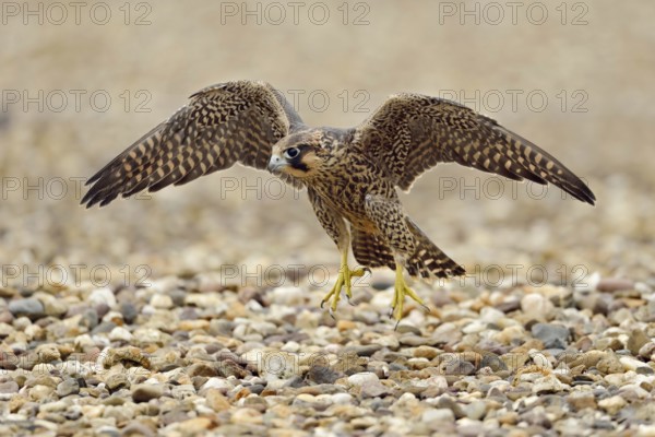Young falcon... Peregrine falcon (Falco peregrinus), young falcon, doing flight exercises on the gravel roof of a building, training flight muscles, fledging, doing aerial jumps, North Rhine-Westphalia, Germany, Europe