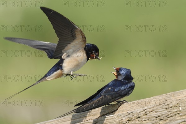 Presentation of a bridal gift... Barn Swallows (Hirundo rustica), pair, couple in courtship display, shortly in front of mating on the wooden slat of a paddock, North Rhine-Westphalia, Germany, Western Europe, Europe