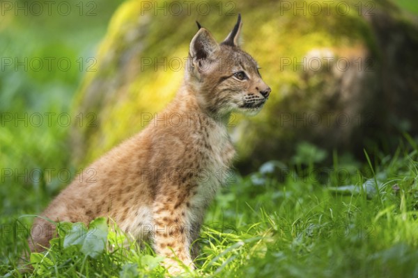 Eurasian lynx (Lynx lynx) youngster on a meadow, Bavaria, Germany, Europe
