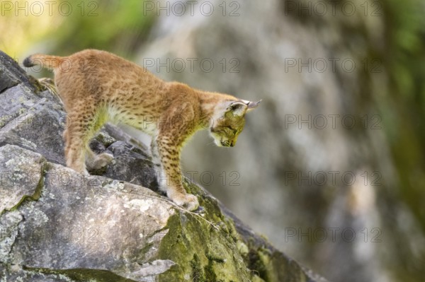Eurasian lynx (Lynx lynx) youngster climbing on a rock, Bavaria, Germany, Europe