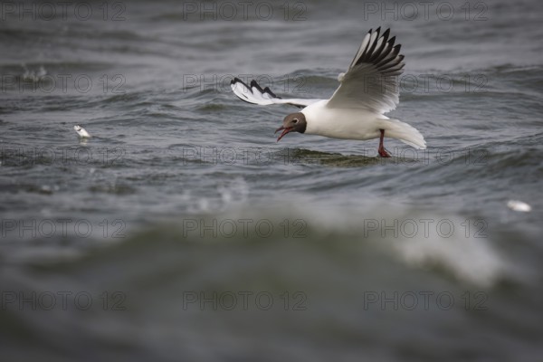 Black-headed gull (Chroicocephalus ridibundus) in summer plumage, flying above the sea surface, looking for small fish, near Hvide Sande, Ringkøbing Fjord, North Sea, Denmark, Europe