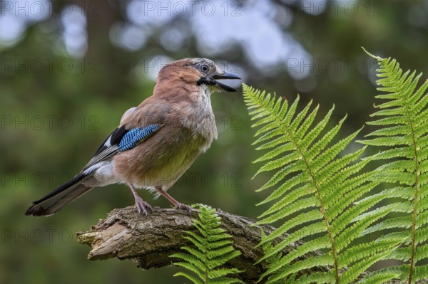 Eurasian jay, European jay (Garrulus glandarius, Corvus glandarius) calling from tree branch with ferns in forest