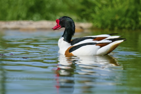 Shelduck (Tadorna tadorna), with striking colours swimming relaxed in the water, France, Europe