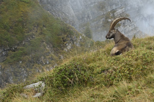 In the high alpine habitat of the ibex... Alpine ibex (Capra ibex), ibex resting, lying in the grass in beautiful surroundings, native nature, High Alps, Alps, Bernese Oberland, Switzerland, Western Europe, Europe