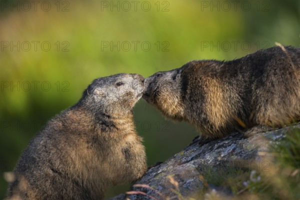Alpine marmot (Marmota marmota) in autumn, Grossglockner, High Tauern National Park, Austria, Europe