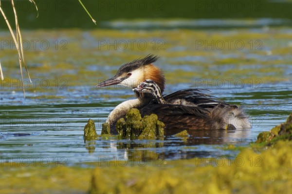 Great Crested Grebe with chicks on its back resting in the water next to plants, Great Crested Grebe, (Podiceps Scalloped ribbonfish), with chicks, wildlife, Germany, Europe