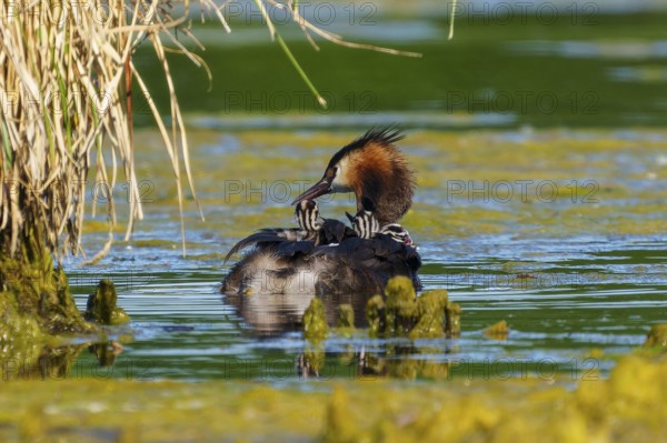 A bird with its young in the water, the surroundings peaceful and surrounded by reeds, Great Crested Grebe, (Podiceps scalloped ribbonfish), with chicks, wildlife, Germany, Europe