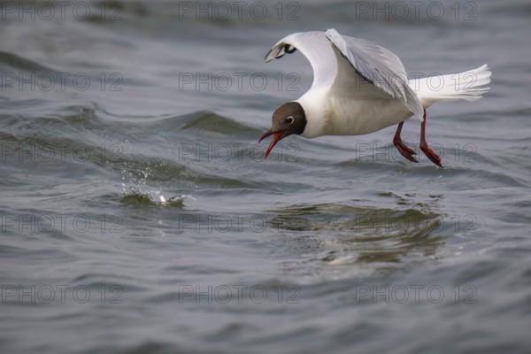 Black-headed gull (Chroicocephalus ridibundus) in summer plumage, flying above the sea surface, looking for small fish, near Hvide Sande, Ringkøbing Fjord, North Sea, Denmark, Europe