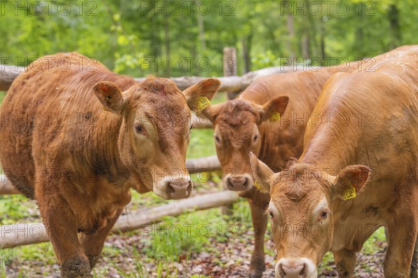 Three brown cows standing close together in front of a wooden fence in a forest, Waldweide Gechingen, compensation project for the Hermann Hesse railway to create ecological habitats for endangered species, district of Calw, Germany, Europe