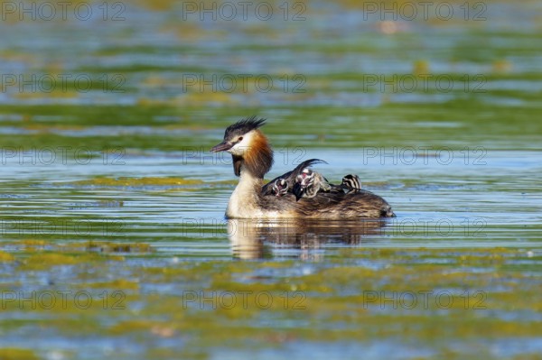 A great crested grebe with chicks swims calmly in the water, Great crested grebe, (Podiceps Scalloped ribbonfish), with chicks, wildlife, Germany, Europe