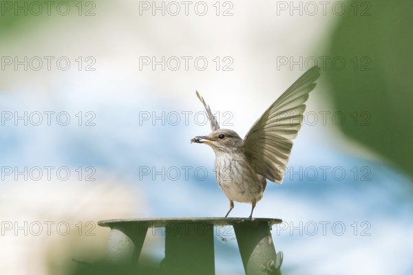 A grey flycatcher (Muscicapa striata) with outstretched wings holding prey in its beak against a blue background, Hesse, Germany, Europe