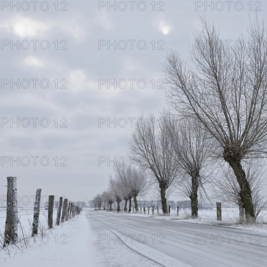 Lined with pollarded willows (Salix sp.) ... Bislicher Insel in winter, small ice-covered road leads between meadows and pastures through snow-covered and frozen rural surroundings, winter landscape on the Lower Rhine, Bislicher Insel near Xanten, nationally known nature reserve, Wesel district, Rhineland, North Rhine-Westphalia, Germany, Western Europe, Europe