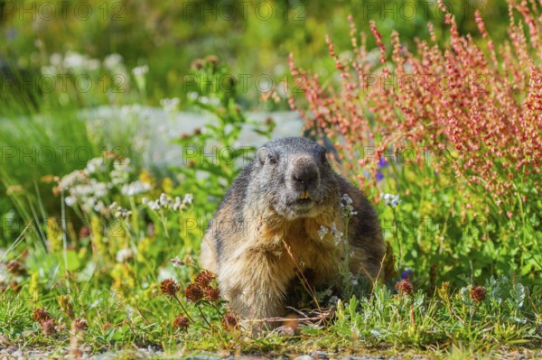 Alpine marmot (Marmota marmota) in autumn, Grossglockner, High Tauern National Park, Austria, Europe