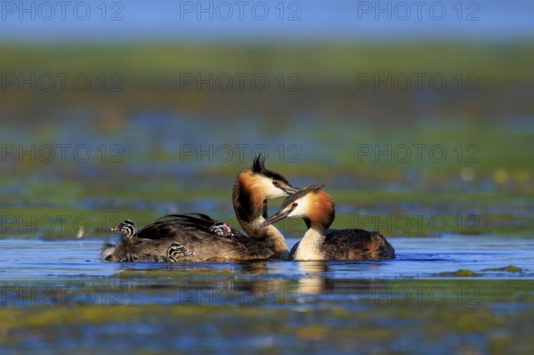 Great Crested Grebe, (Podiceps Scalloped ribbonfish), with chicks, wildlife, Germany, Europe