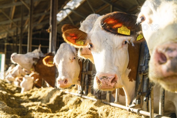 Cows in the barn while being fed, with distinctive ear tags