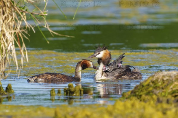 Two adult great crested grebes with chicks on their backs swimming together in the water, Great crested grebe, (Podiceps Scalloped ribbonfish), with chicks, wildlife, Germany, Europe