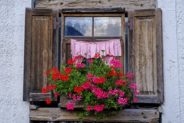 Window with geraniums, in Alleghe, Belluno, Dolomites, Veneto, Italy, Europe