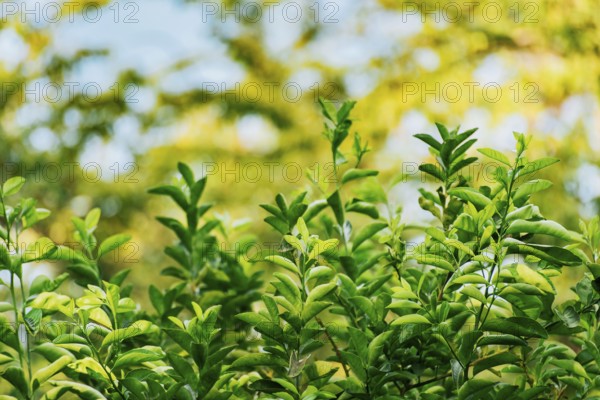 Background of green lemon leaves outdoors. Indian lemon leaves outdoors, Background