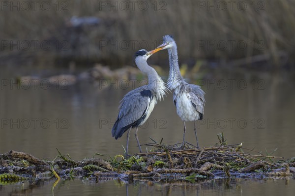 Grey heron (Ardea cinerea), breeding pair building a nest on the floating roots of the water lily, courtship display, Neckar valley, Baden-Württemberg, Germany, Europe