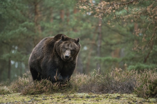 Not to be underestimated... European brown bear (Ursus arctos) during an encounter in the forest, Europe's largest land predator walks across a clearing in the forest, strong adult bear, solitary, looks angry and aggressive, Europe