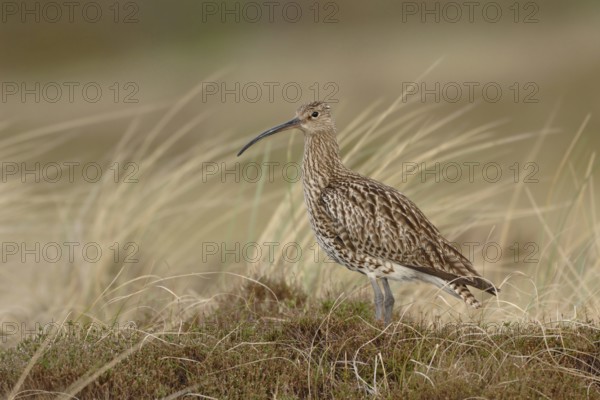 In the habitat... Eurasian curlew (Numenius arquata) in the dunes of the North Sea, standing on a dune crest, colour tone-on-tone, perfect camouflage, soft, clear light, North Holland, Netherlands, Western Europe native birds, animals, nature, limicole, wader