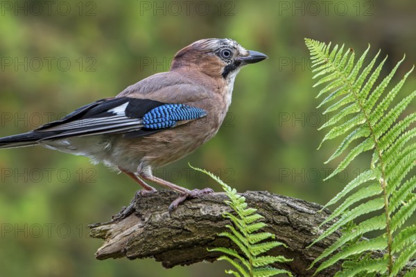 Eurasian jay, European jay (Garrulus glandarius, Corvus glandarius) perched on tree branch with ferns in forest