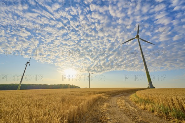 Wind turbines in a wheat field under a blue sky and sunshine, summer, Höhefeld, Wertheim, Baden-Württemberg, Germany, Europe