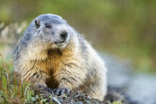 Alpine marmot (Marmota marmota) in autumn, Grossglockner, High Tauern National Park, Austria, Europe