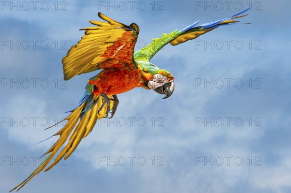 Scarlet macaw, Ara macao, bird in flight